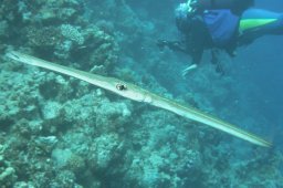 20020602_2_Panorama_Reef_0019